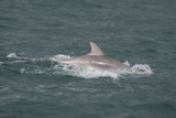 dolphin whyw15_mon_800_9693